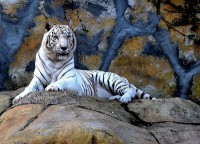 /album/beto-carreiro/tigre-branco-do-beto-carreiro-jpg/